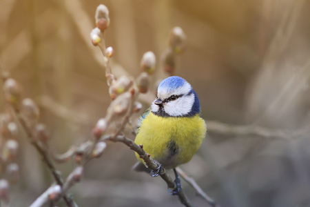 beautiful little blue tit bird singing a song on a fluffy willow in early spring in the Parkの写真素材