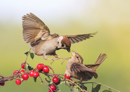two birds arguing Sparrow on a branch with ripe red berriesの写真素材