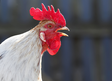 the head of a rooster with a red crest singsの写真素材