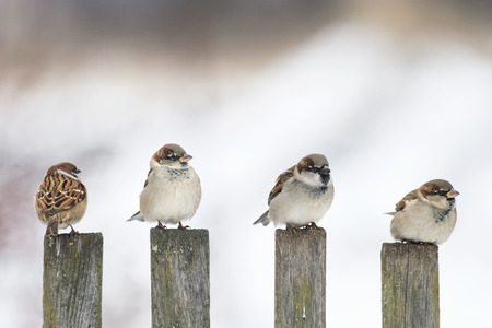 four funny birds Sparrow sitting on an old wooden fence and looking in different directionsの写真素材