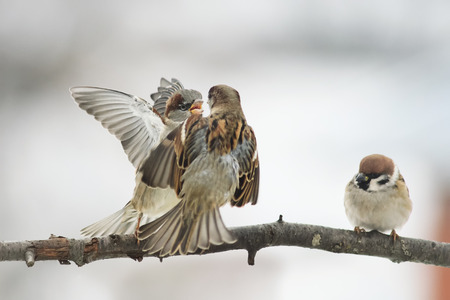 three birds Sparrow argue on the branch flapping the wingsの写真素材