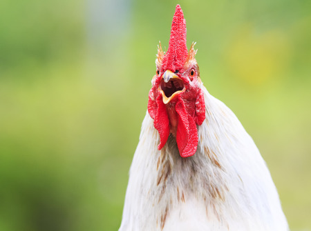 head white rooster with a red crest crows in the summer in the villageの写真素材
