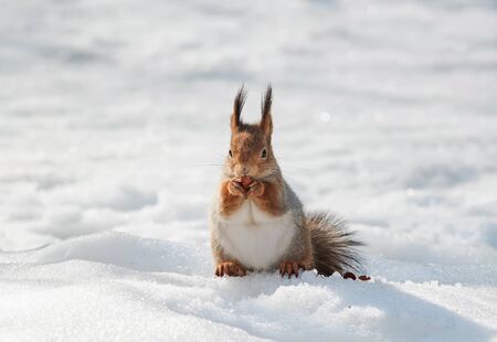 beautiful fluffy squirrel eating nuts on a white snow in the winter forestの写真素材