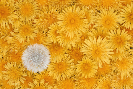 background yellow dandelion flowersの写真素材