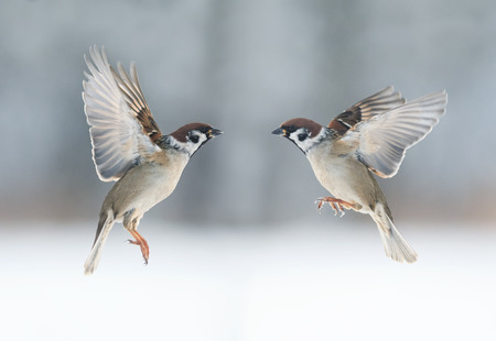 Pair the funny birds sparrows are flying towards each other, wings spreadの写真素材