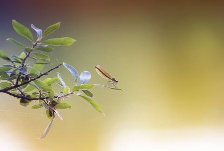 little green dragonfly sitting on a branch over a pond in summerの写真素材