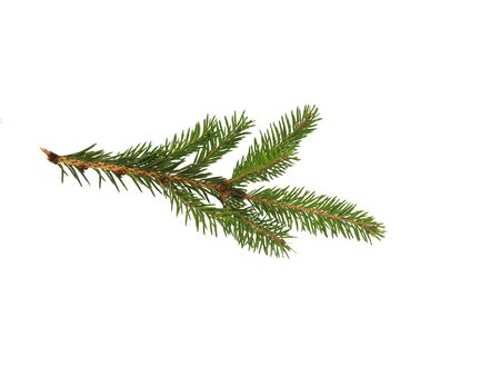 fir branch with green needles on white isolated backgroundの写真素材