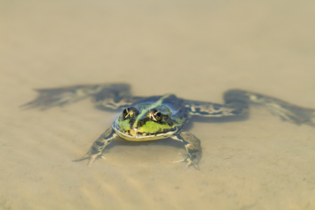 funny green frog swimming in a pond on the sandy beachの写真素材