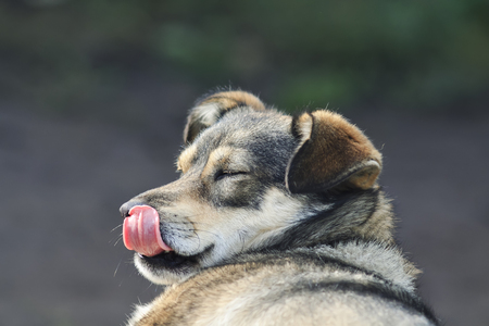 cute funny puppy licking the red nose long tongueの写真素材