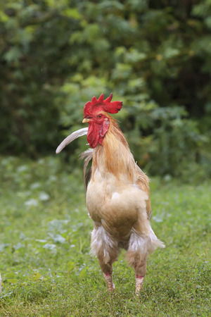 beautiful rooster walking on green grass in the morning in the village in the summerの写真素材