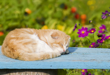 red cat lying and resting in the summer on a wooden bench in the gardenの写真素材