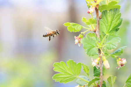 little bee flying over flowering branches of trees and collecting nectar in early springの写真素材