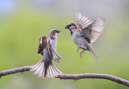 a pair of birds flying and waving wings evil arguingの写真素材