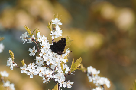 butterfly sitting in the early spring on a branch with flowers in the gardenの写真素材