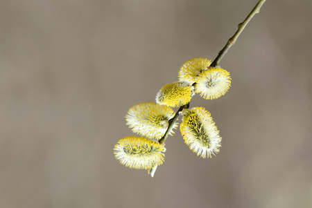willow branches with fluffy yellow buds in early spring