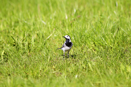 bird white Wagtail walks among the lush green grass in the springの写真素材