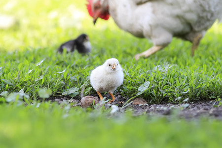 a small yellow chick walks across the yard with the hen on a Sunny summer dayの写真素材