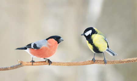two birds bullfinch and blue tit sitting opposite each other in the Park on the treeの写真素材