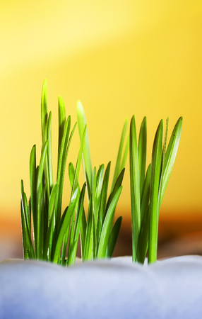 The first green shoots of spring make their way to bright Sunny yellow backgroundの写真素材