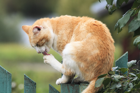 ginger cat washes his paws sitting on the fence in the villageの写真素材