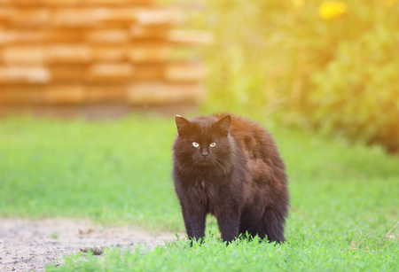 cute black cat angrily fluffed fur and he arched his back in green grass in summerの写真素材