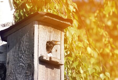 young chick Starling looks out of the house on a Sunny spring dayの写真素材