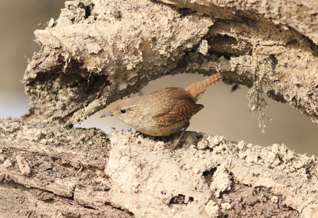 a small bird the Wren is sitting on the root of the tree in the spring in the woodsの写真素材