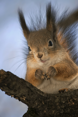 cute funny squirrel sitting on a tree in the Parkの写真素材