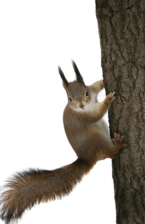 funny squirrel on the tree trunk on white isolated backgroundの写真素材