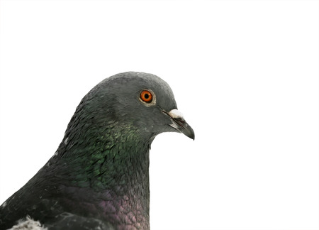 portrait of a grey bird dove close-up on white isolated backgroundの写真素材