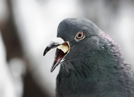 portrait of a gray dove chewing white bread coarselyの写真素材