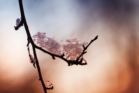  icicles on branch in the Park in early spring in a Sunny clear dayの写真素材