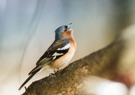 bird Chaffinch sings a sonorous song tree-spring in the woodsの写真素材