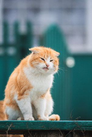 old red cat sitting on the bench and basks in a Sunny spring dayの写真素材