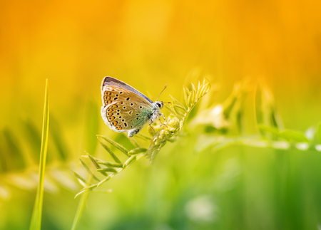 a little blue butterfly sitting on a blade of grass on a sunlit meadowの写真素材
