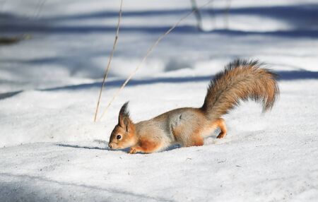 red fluffy squirrel in the snow looking for food in the winter in the woodsの写真素材