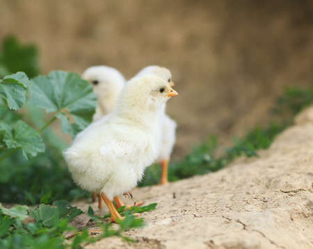 cute yellow Chicks in the summer walking in the farm yardの写真素材