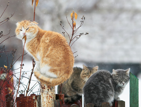 three cats sit in the village on fence in the spring during snowfallの写真素材