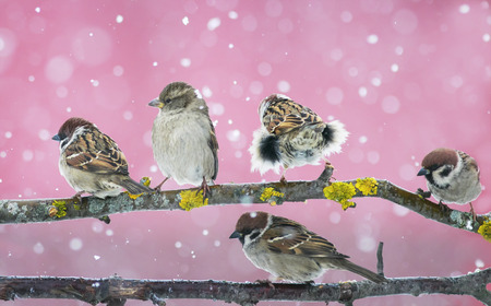 funny cute birds sparrows sitting on a branch during a snowfallの写真素材