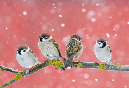little cute birds sparrows sitting on a branch during a snowfall on red backgroundの写真素材