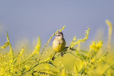 yellow bird Wagtail sitting on a flowered summer meadow clover の写真素材
