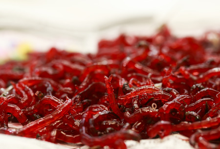  small red mosquito larvae bloodworm is on the tableの写真素材