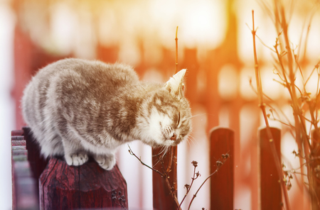 cute cat fondled on the fence, his eyes closed from the pleasure in March on a Sunny dayの写真素材