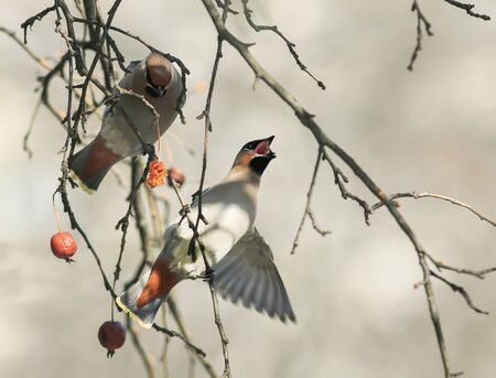 birds funny waxwings eating apples in the Park wide open beakの写真素材