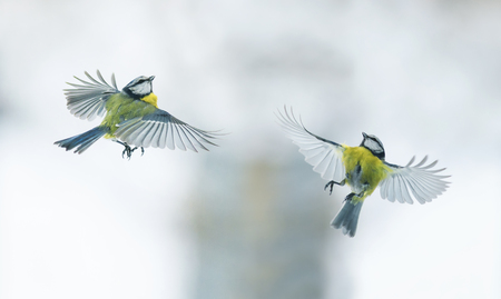 two titmouses flying up towards the sun, spread its wings widelyの写真素材