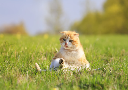funny happy red cat lying on green grass on meadowの写真素材