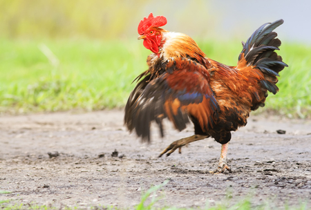 funny cock smartly paces along the road, waving his wingsの写真素材
