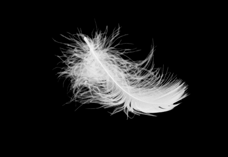 white fluffy bird feather lies on a black isolated backgroundの写真素材