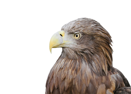 the profile of a bird an eagle with a big beak on a white isolated backgroundの写真素材