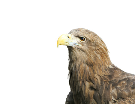 head bird eagle with a big beak on a white isolated background